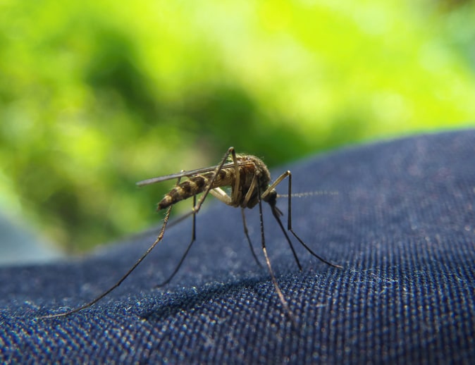 Can Mosquitoes Bite Through Leggings?